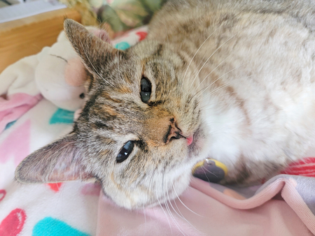 Entry image for Emmylou. Clicking this image will show a larger photo