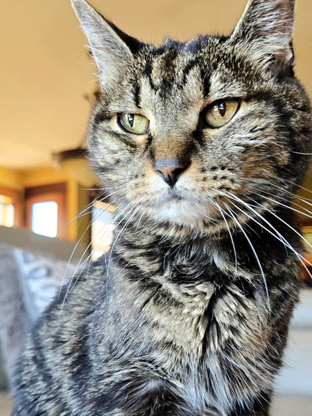 Entry image for Lissa. Clicking this image will show a larger photo