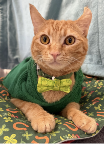Entry image for Herman the Lucky. Clicking this image will show a larger photo
