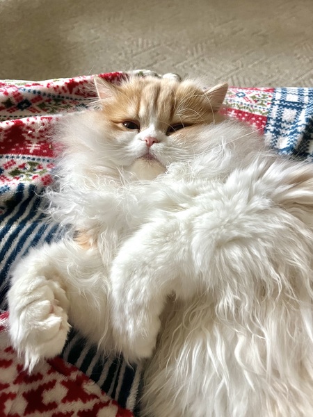 Entry image for Felix. Clicking this image will show a larger photo