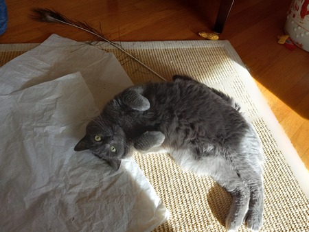 Entry image for Gracie. Clicking this image will show a larger photo