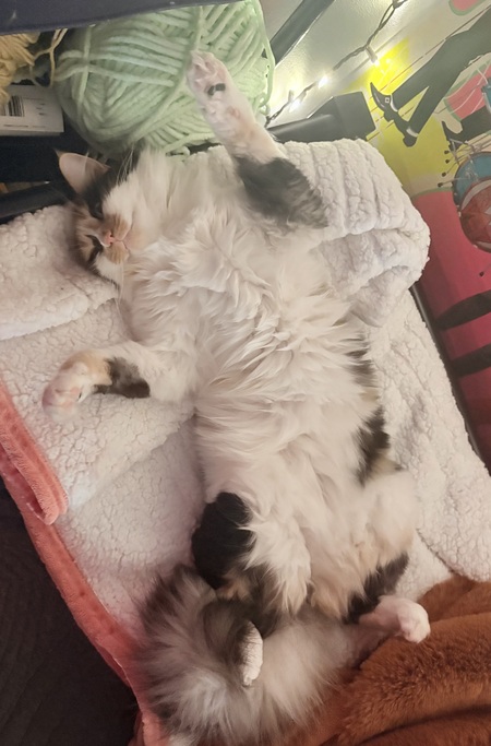 Entry image for Kitty. Clicking this image will show a larger photo