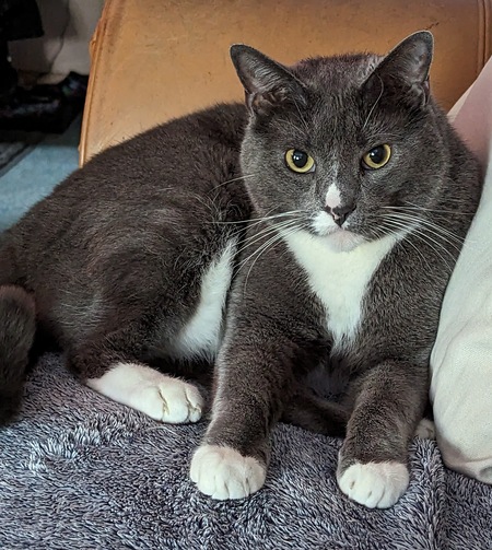 Entry image for Mac. Clicking this image will show a larger photo