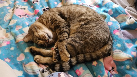 Entry image for Buddy. Clicking this image will show a larger photo
