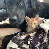 Entry image for Koda bear and Kasey kahne 