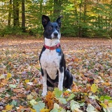 Entry image for Daisy