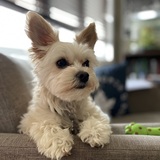 Entry image for Bailey
