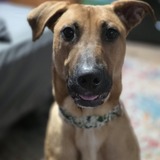 Entry image for Odie - *adoptable* from Howling Hideaway