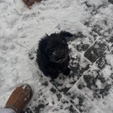 Entry image for Maisie