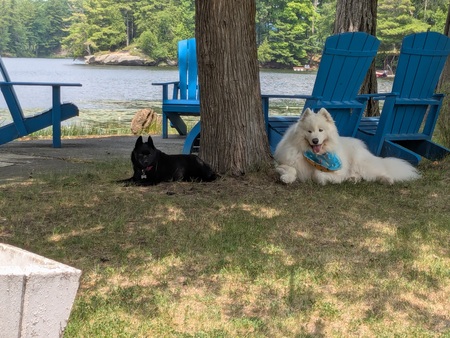 Entry image for Tali & Rosie . Clicking this image will show a larger photo