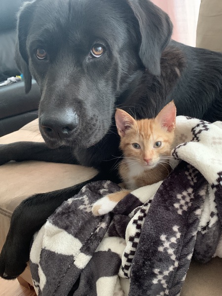 Entry image for Koda bear and Kasey kahne . Clicking this image will show a larger photo