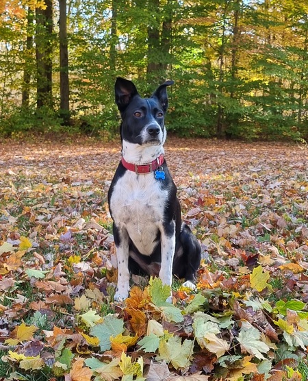 Entry image for Daisy. Clicking this image will show a larger photo