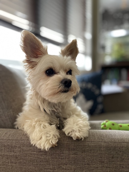 Entry image for Bailey. Clicking this image will show a larger photo