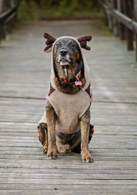 Entry image for Butch. Clicking this image will show a larger photo