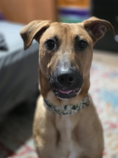 Entry image for Odie - *adoptable* from Howling Hideaway. Clicking this image will show a larger photo