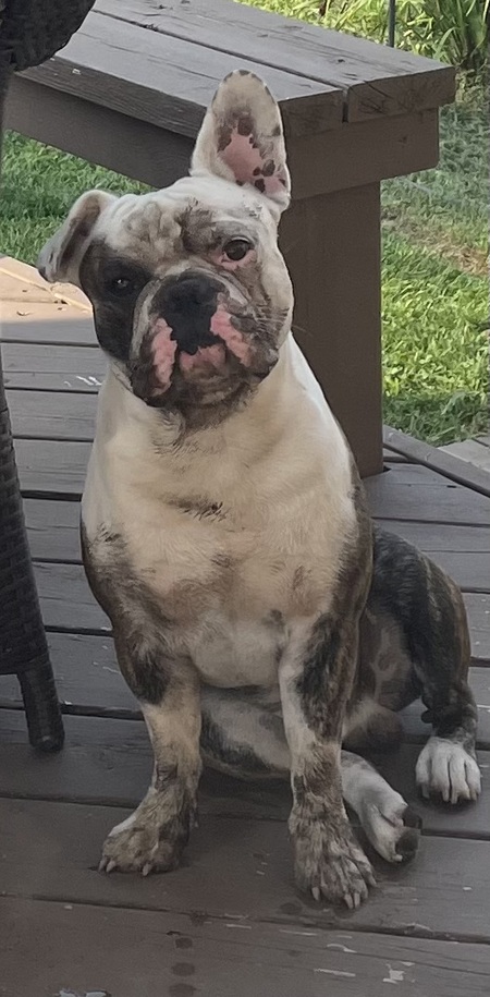 Entry image for Winston. Clicking this image will show a larger photo