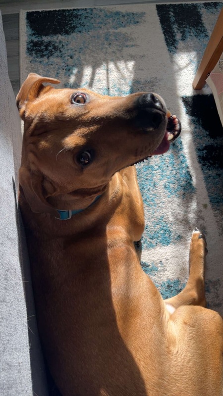 Entry image for Joey. Clicking this image will show a larger photo