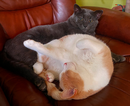 Entry image for Tommy & Penny. Clicking this image will show a larger photo