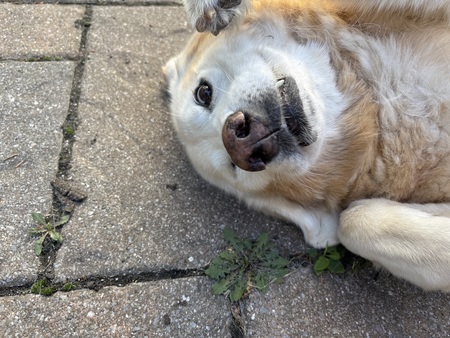 Entry image for Sally. Clicking this image will show a larger photo