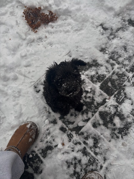Entry image for Maisie. Clicking this image will show a larger photo
