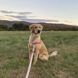 Entry image for Maya