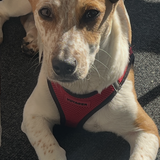 Entry image for Scooby