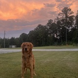 Entry image for Hank