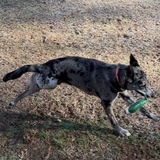 Entry image for Scout