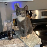 Entry image for Purvis