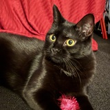 Entry image for Skylar