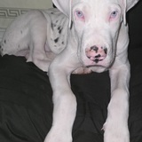 Entry image for Denali Blues