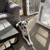 Entry image for Maggie Dunton