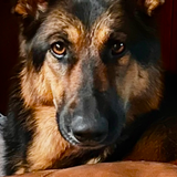 Entry image for Willow