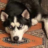 Entry image for Kali