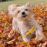 Entry image for Sibbie