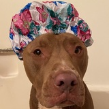 Entry image for Opie