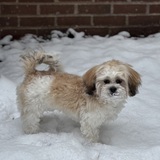 Entry image for Wheeler