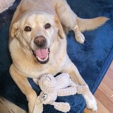 Entry image for Buddy