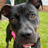 Entry image for Indie