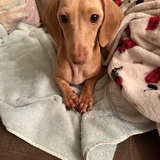 Entry image for sami