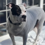 Entry image for Dixie