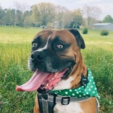 Entry image for Bruno