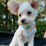 Entry image for Vivian