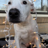 Entry image for Ronnie