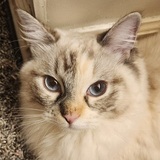 Entry image for Luna