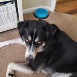 Entry image for Bear Griffin