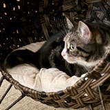 Entry image for Wallace