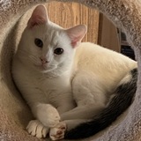 Entry image for Ghost