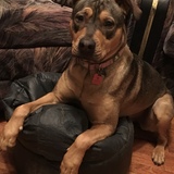 Entry image for Bella Donna