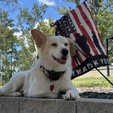 Entry image for Dexter